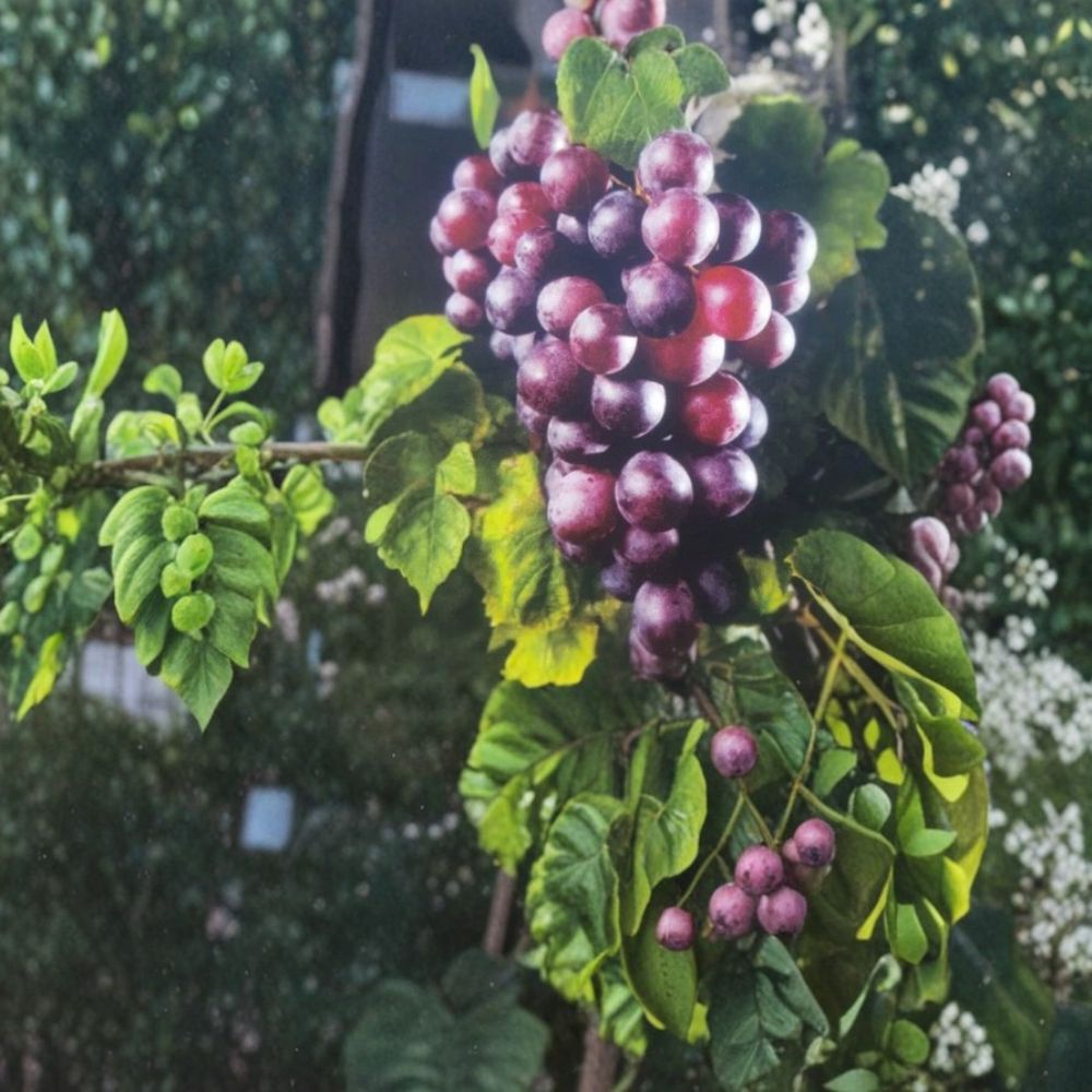 Black Cowart Muscadine Grape Vine – 3 Gallon Self-Fertile Vitis rotundifolia Live Plant
