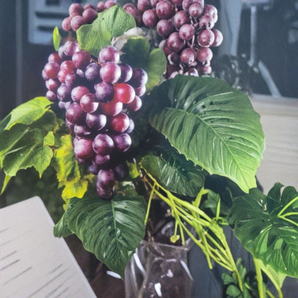 Black Hunt Muscadine Grape Vine – Vitis rotundifolia Live Plant | 3 Gallon Female Fruiting Vine