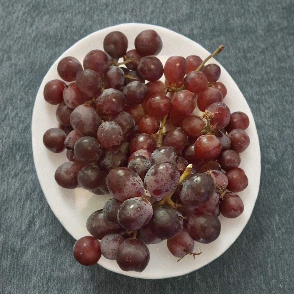 Red Globe Grape Vine Live Plant | 1 Gallon Self-Fertile Fruit Vine for Home Garden