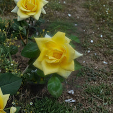 Oregold Grandiflora Rose Live Bush Plant | 3 Gallon | Bright Yellow Blooms