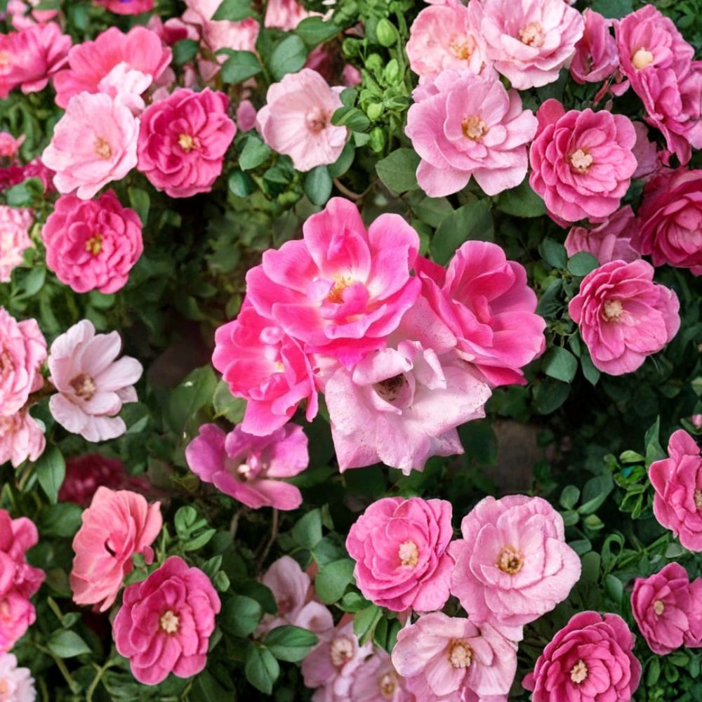 Pink Knock Out® Rose - 1 Gallon Live Shrub Plant with Medium Pink Blooms