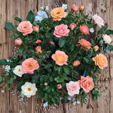 New Year Grandiflora Rose - 2 Gallon Orange Blooming Rose Shrub | Rosa Live Bush Plant