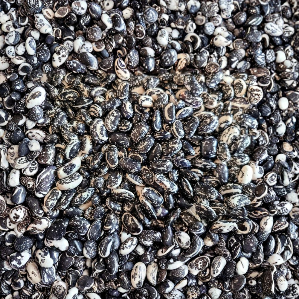 Haudenosaunee Skunk Bean Seeds – Phaseolus vulgaris Heirloom Organic Non-GMO | Iroquois Pole Bean