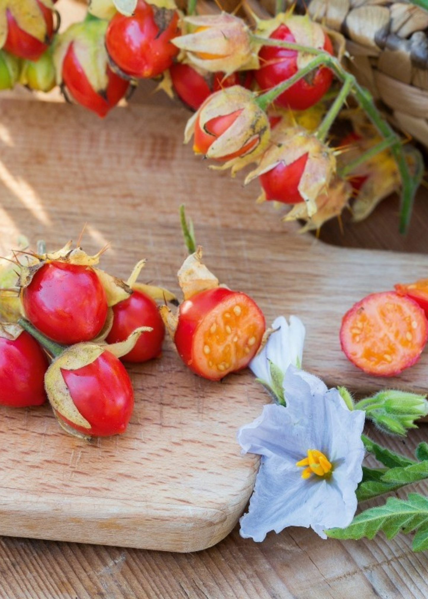 Litchi Tomato Plant, Solanum sisymbriifolium, Edible Fruit, Pest-Resistant Shrub, Unique Garden Berry, Container or Ground Growing