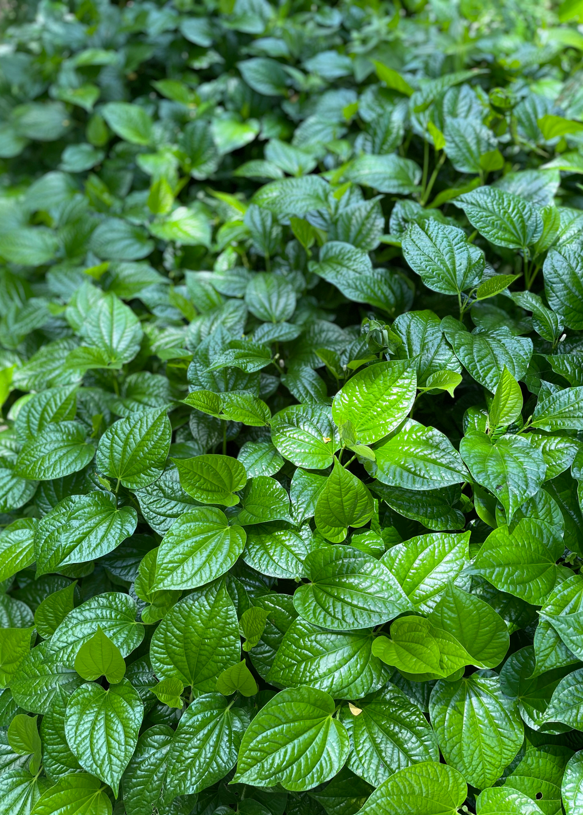 Lolot Herb Vine - Edible Ground Cover with Dark Green Glossy Leaves - Piper Sarmentosum