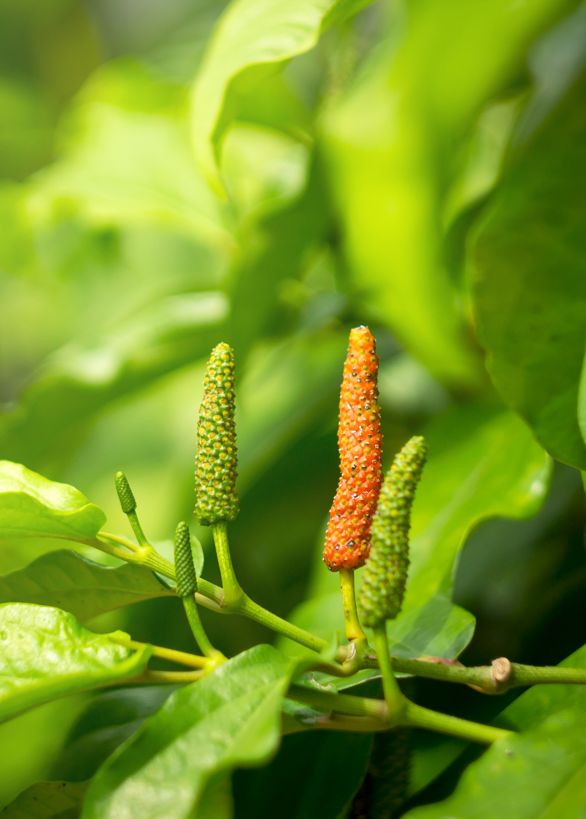 Long Pepper Plant Piper longum - Medicinal Spice with Earthy, Spicy Flavor, Ayurvedic Herb, Climbing Vine