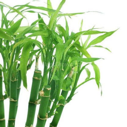 Lucky Bamboo Plant