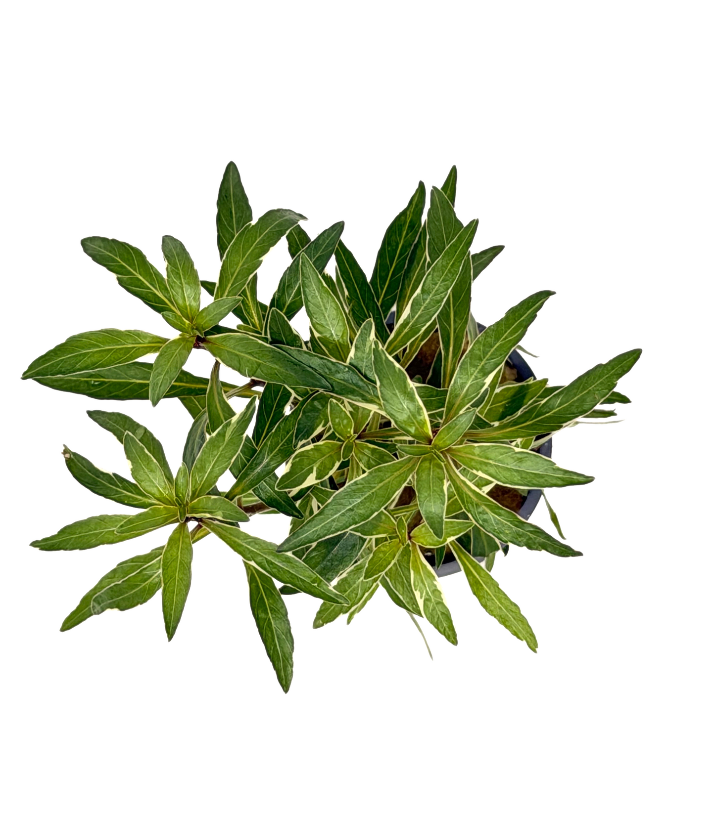 Ludwigia White