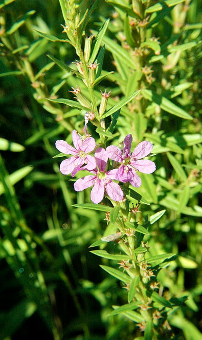 1000 Lythrum alatum Seeds | Winged Loosestrife | Native Perennial Wetland Plant | Pollinator-Friendly Meadow & Garden