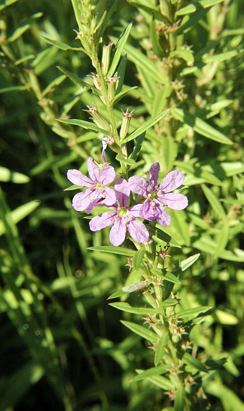 1000 Lythrum alatum Seeds | Winged Loosestrife | Native Perennial Wetland Plant for Pollinator Gardens & Restoration