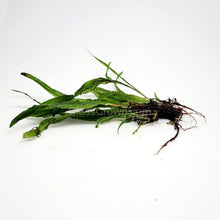Narrowleaf Java Fern aquatic plant attached to driftwood for aquarium decoration