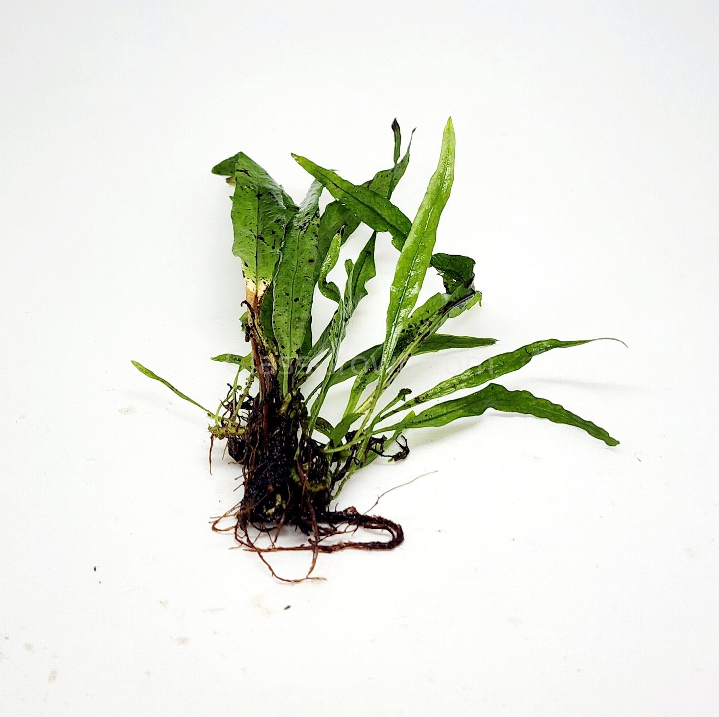 Narrowleaf Java Fern