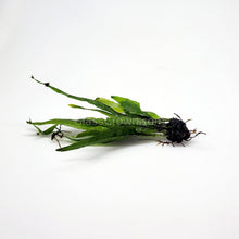 Java Fern