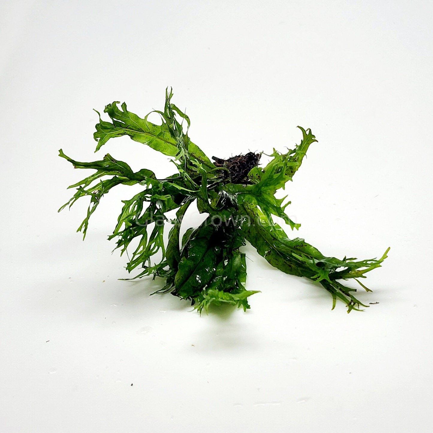 Java Fern Windelov