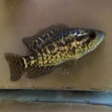 Managuensis Cichlid