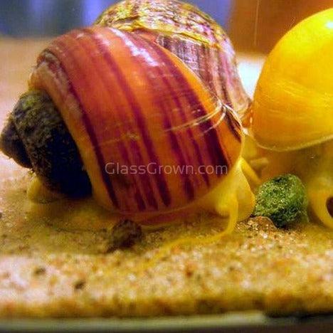 Magenta Mystery Snail