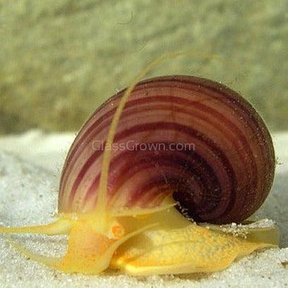 Magenta Mystery Snail