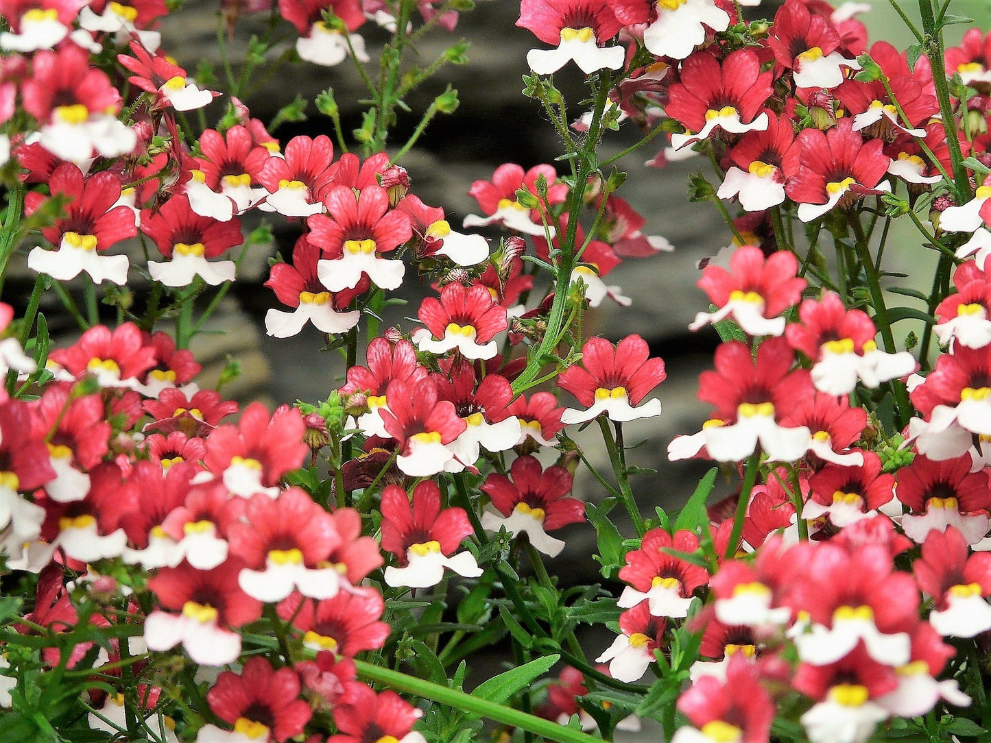 50 RED & WHITE NEMESIA Strumosa Danish Flag Fragrant Bicolor Flower Seeds