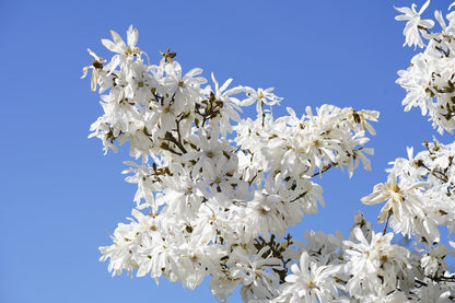 5 STAR MAGNOLIA Stellata TREE Seeds - Fragrant White to Pink Big 4" Wide Flowers