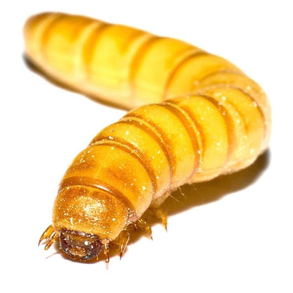 Mealworm Farm Starter Kit