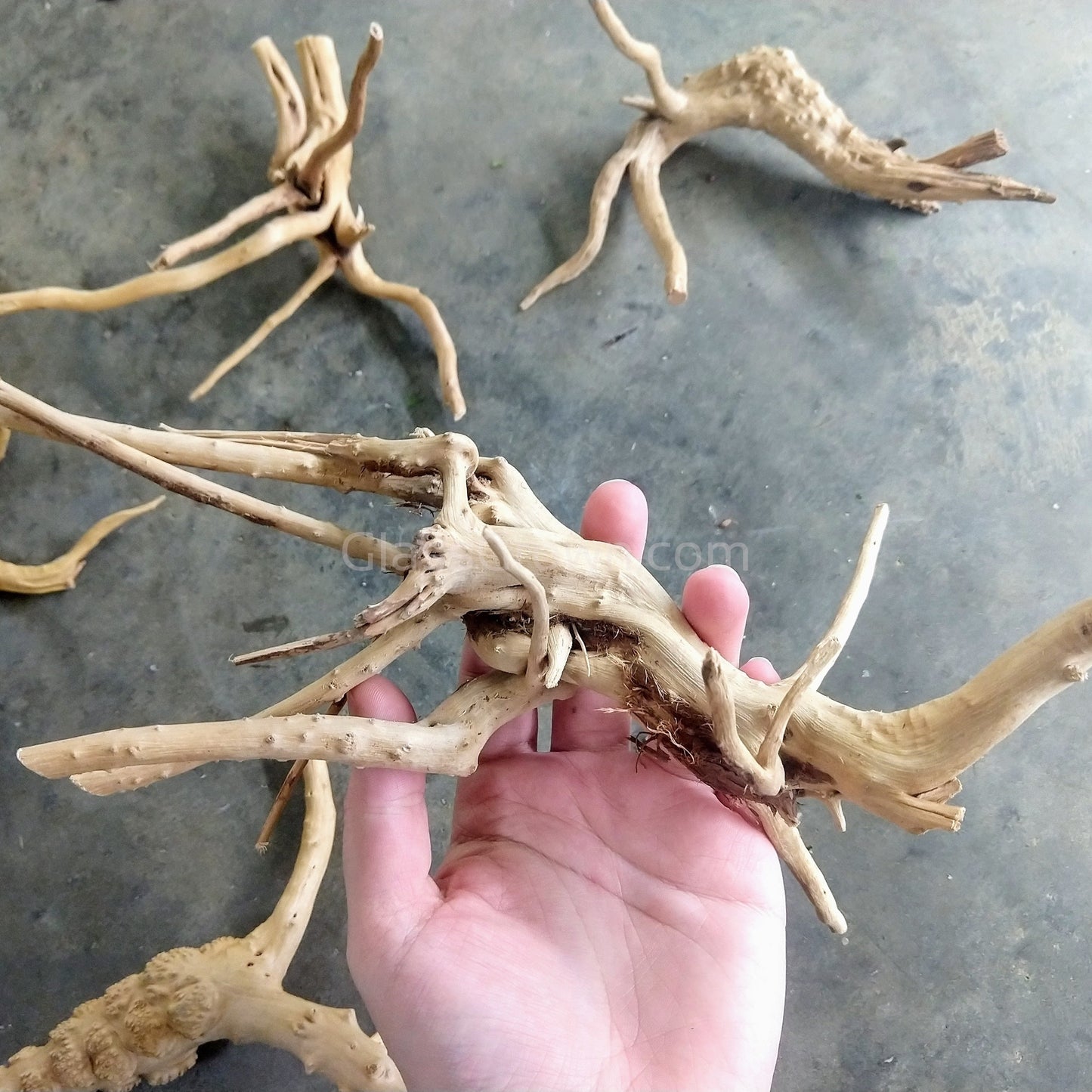 Spiderwood Driftwood Medium (6-10")
