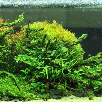 Spiderwood Driftwood Medium (6-10")