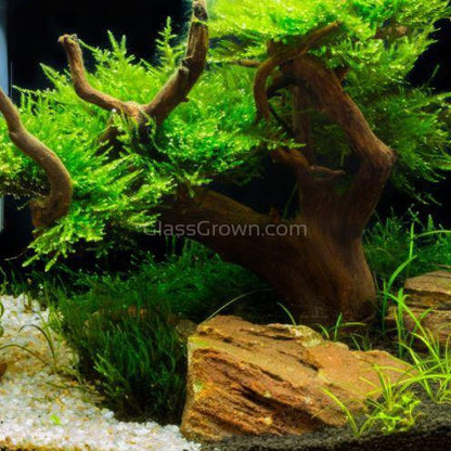 Spiderwood Driftwood Medium (6-10")
