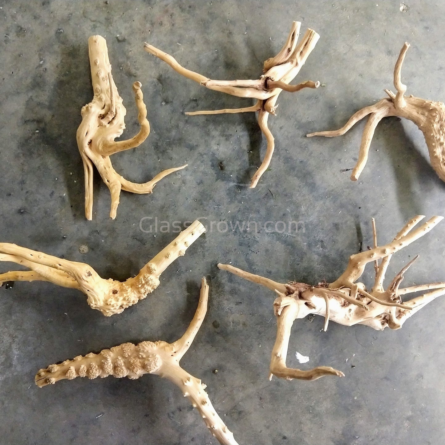 Spiderwood Driftwood Medium (6-10")