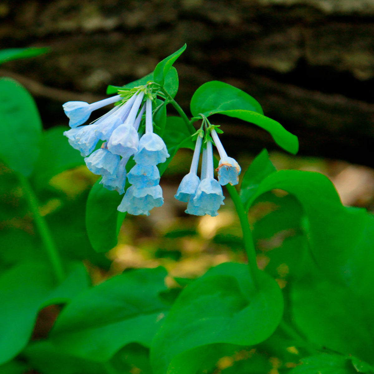 Virginia Bluebells Bulbs 10 Bare-Root Wildflower Native Shade Perennial Mertensia virginica