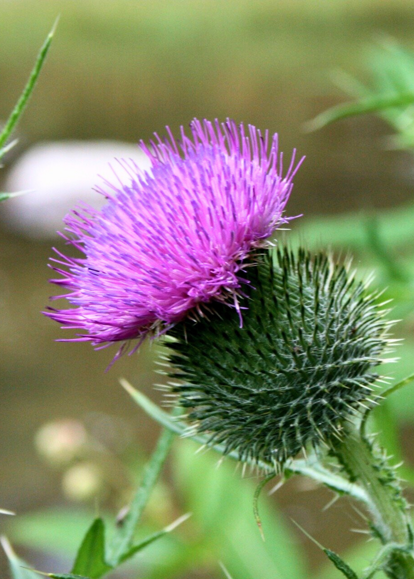 Milk Thistle Seeds - Medicinal Herb for Liver Support, Silybum marianum, Pollinator-Friendly, Drought Tolerant