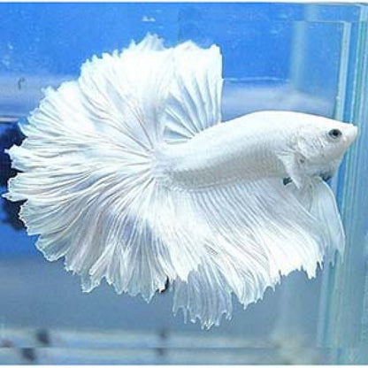 White Halfmoon Betta Male