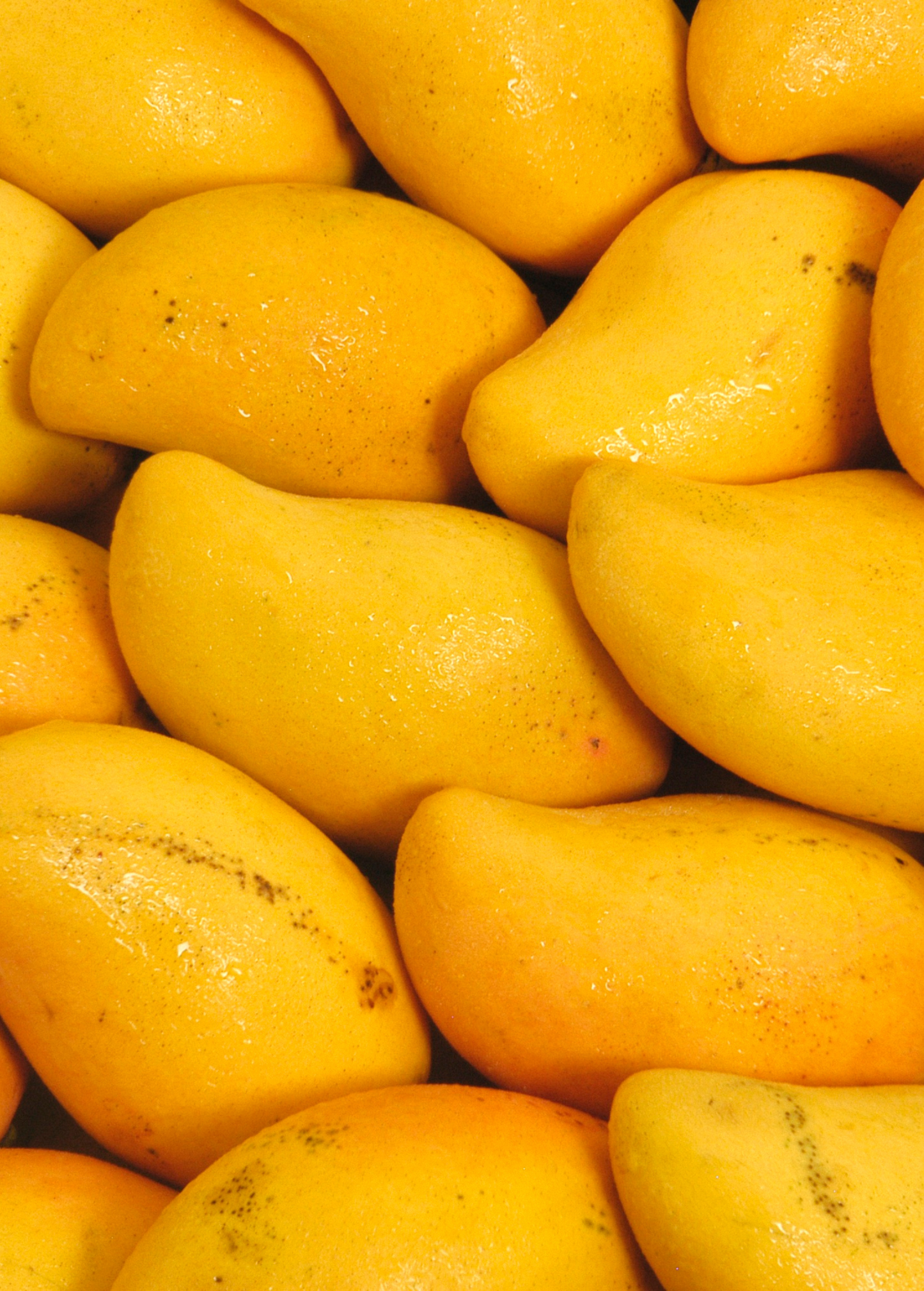 Mango 'Miracle' Choc-anon Fruit Tree - Fiberless, Sweet, Juicy, Tropical, Thailand, Home Garden, Small Orchard