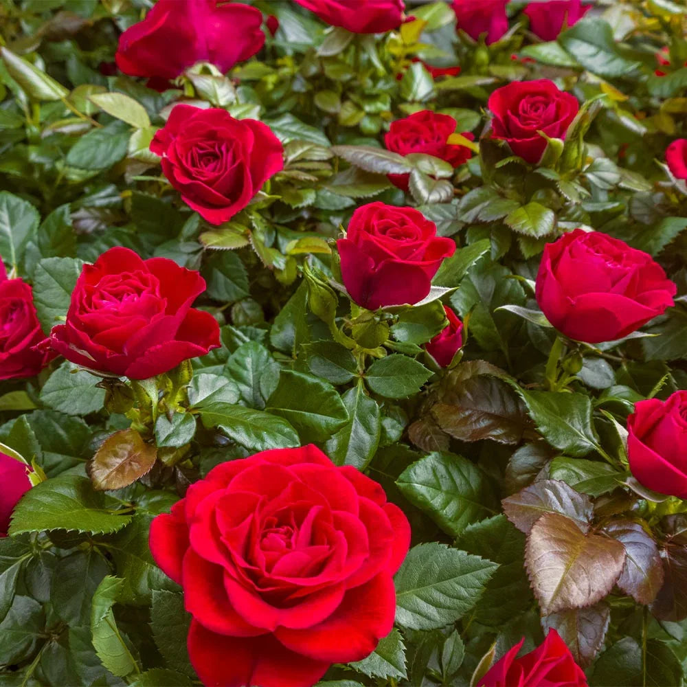 Super Rare Mister Lincoln Rose Cuttings – 3 Unrooted Propagation Material for Grafting, Fragrant Deep Red Hybrid Tea Rosa hybrida