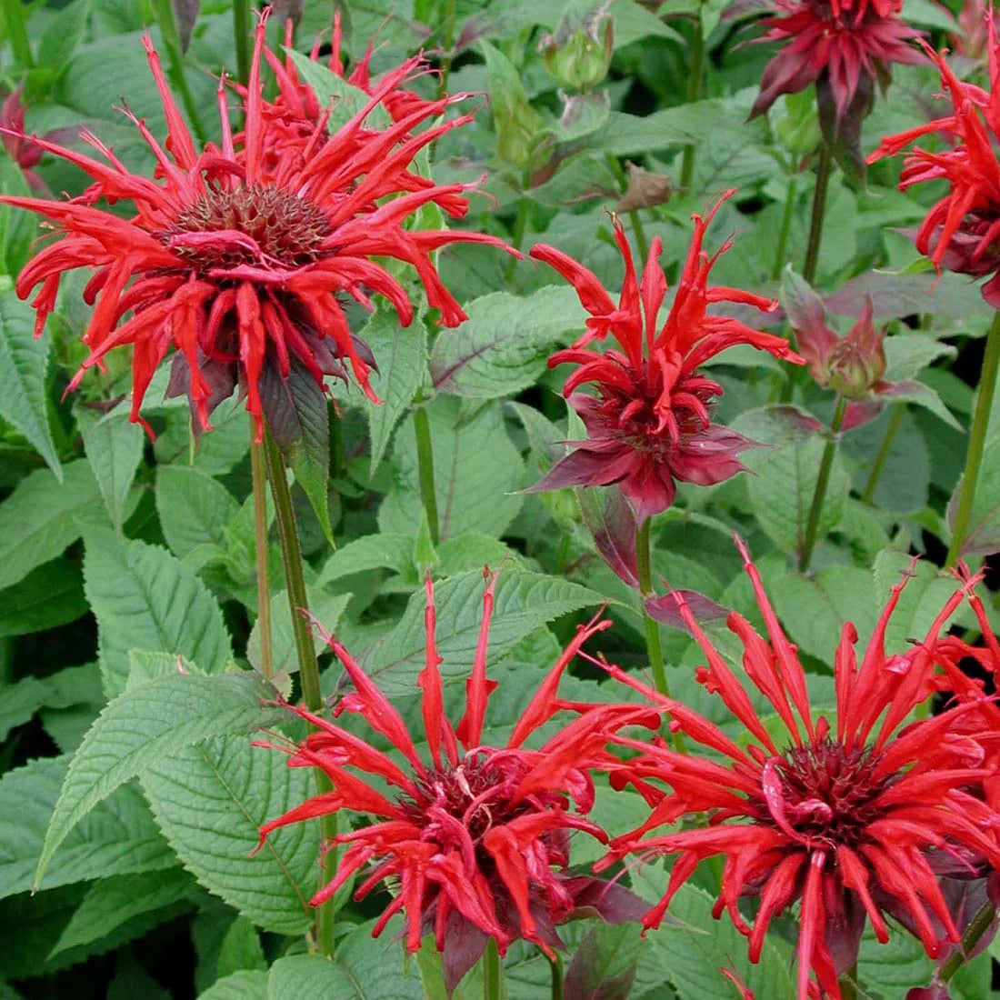 Live Jacob Cline Bee Balm Plant - Monarda didyma Red Perennial in 1 Pint Pot for Pollinator Gardens