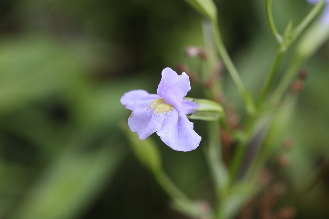 5000 Mimulus ringens Seeds | Native Monkey Flower | Purple-Blue Flowers | Wetland & Pollinator Plant