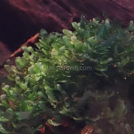 Pelia Moss 2oz Portion