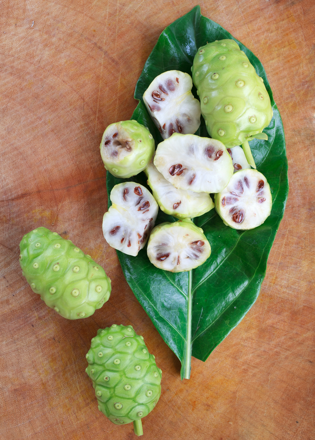 Noni Tree Tropical Superfruit for Wellness, Juicing, Morinda citrifolia, Edible Fruit Plant