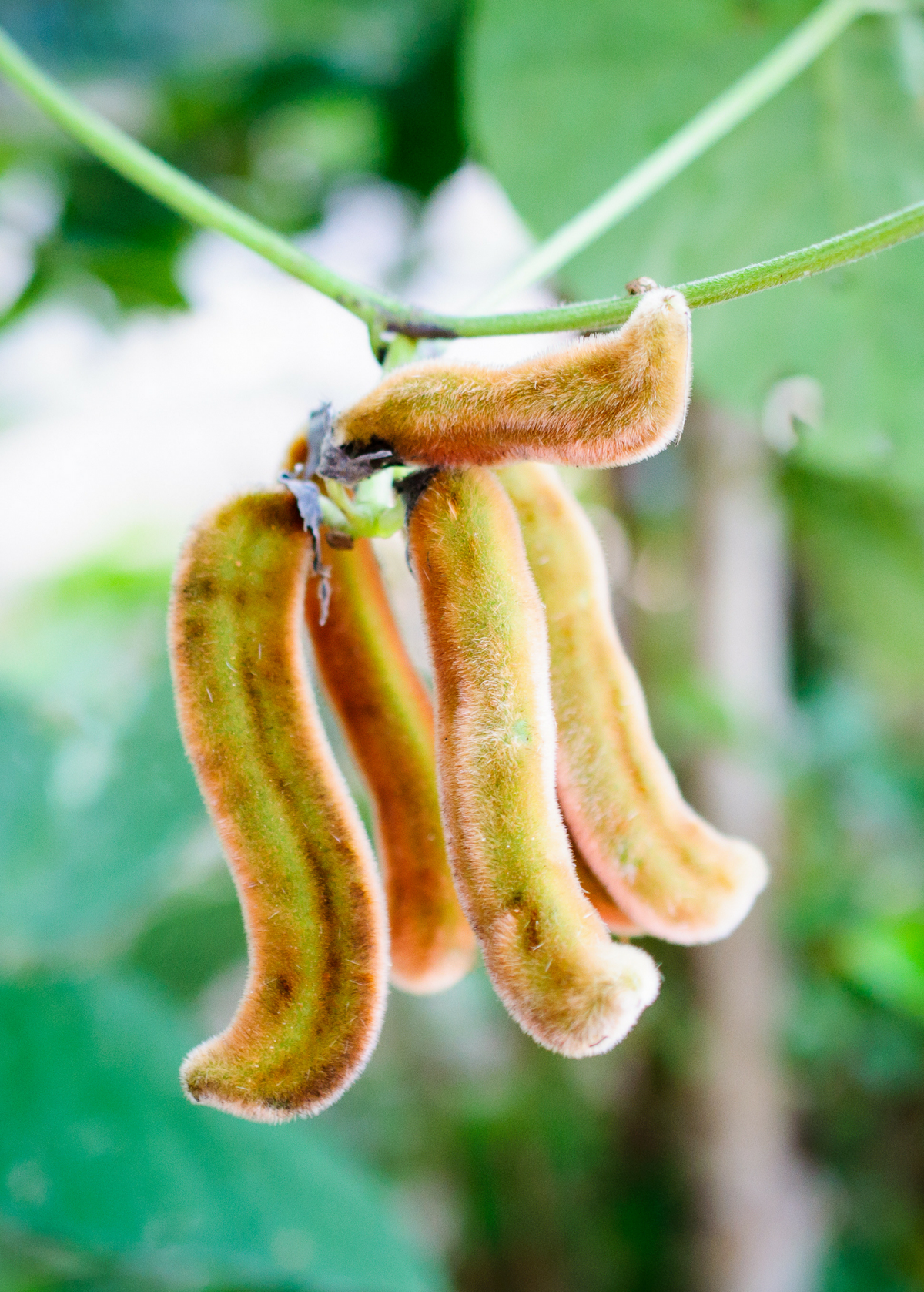 Velvet Bean Climbing Vine with Purple Pods, Medicinal Seeds, Mucuna pruriens, Organic Tropical Legume