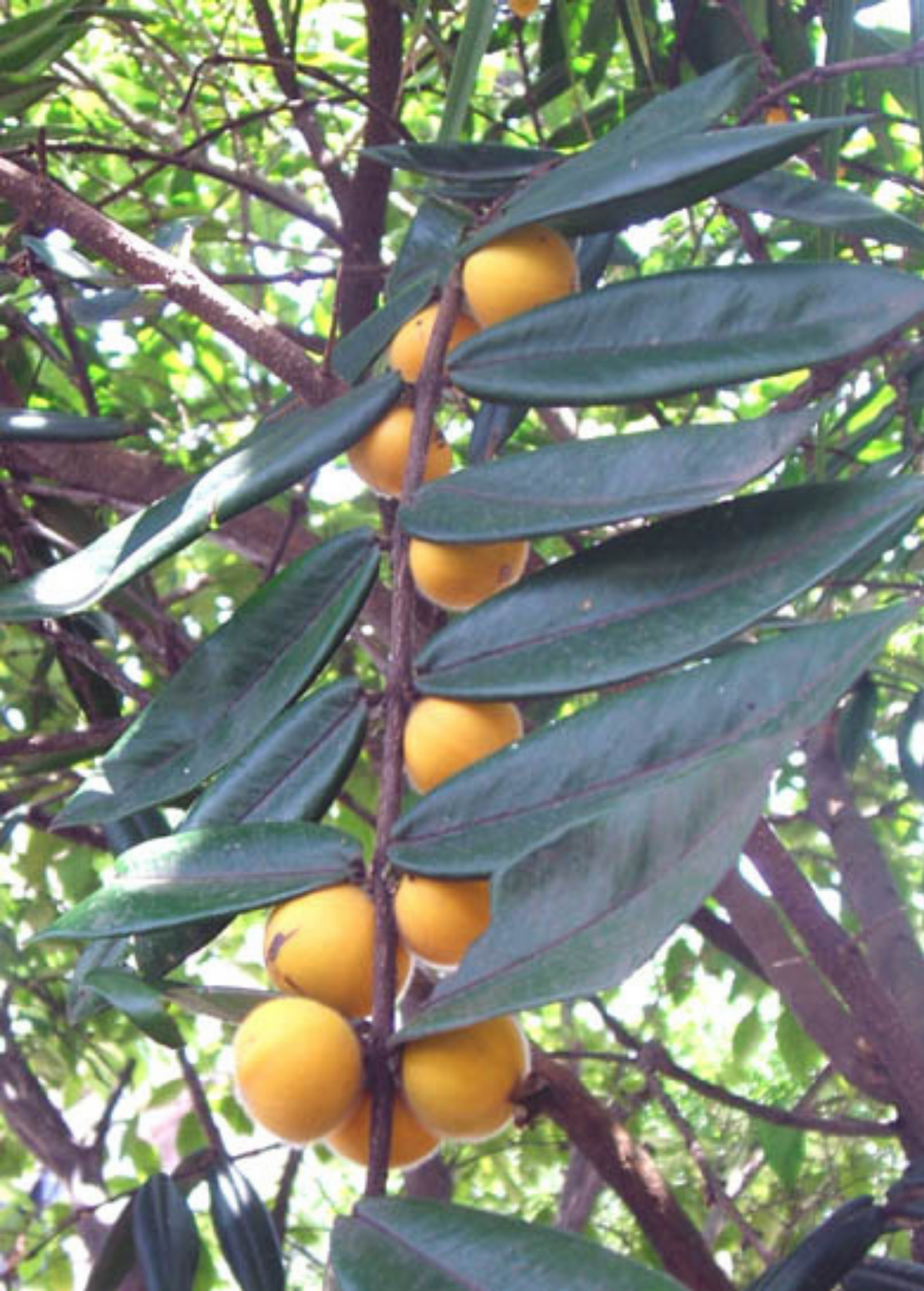Yellow Jaboticaba Tree - Rare Tropical Fruit Tree, Edible Gumball-Sized Fruit, Myrciaria glazioviana Cabeluda