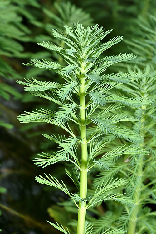 Live Parrot’s Feather Plant | Floating Aquatic Pond Plant | Myriophyllum aquaticum | Bareroot Oxygenating Water Garden Plant