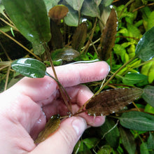 Mystery Cryptocoryne