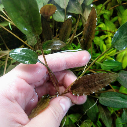 Mystery Cryptocoryne