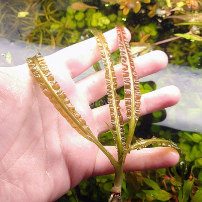 Mystery Cryptocoryne
