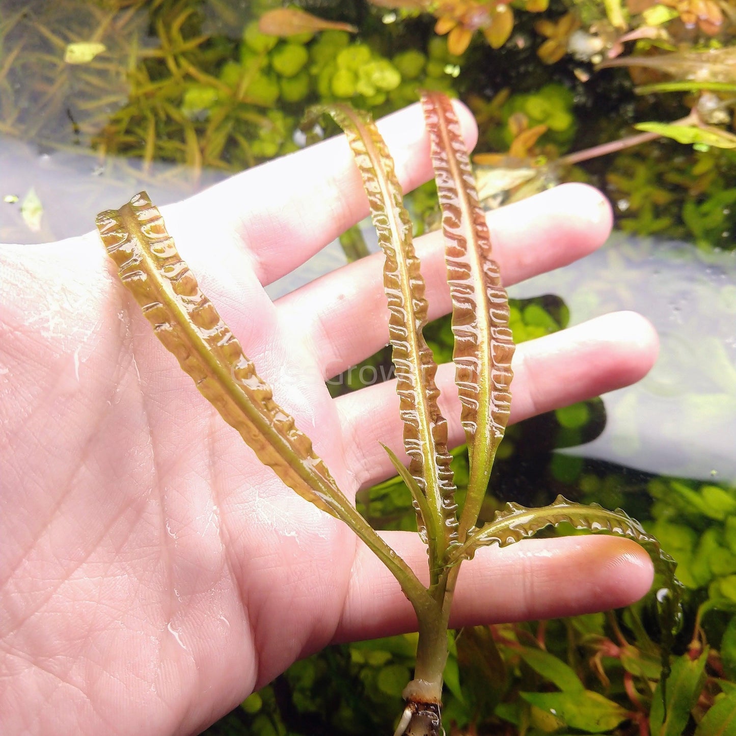 Grower's Choice Cryptocoryne (6 Plants)