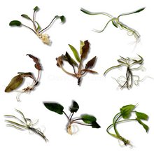 Mystery Cryptocoryne