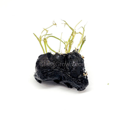 Dwarf Aquarium Lily Bulb
