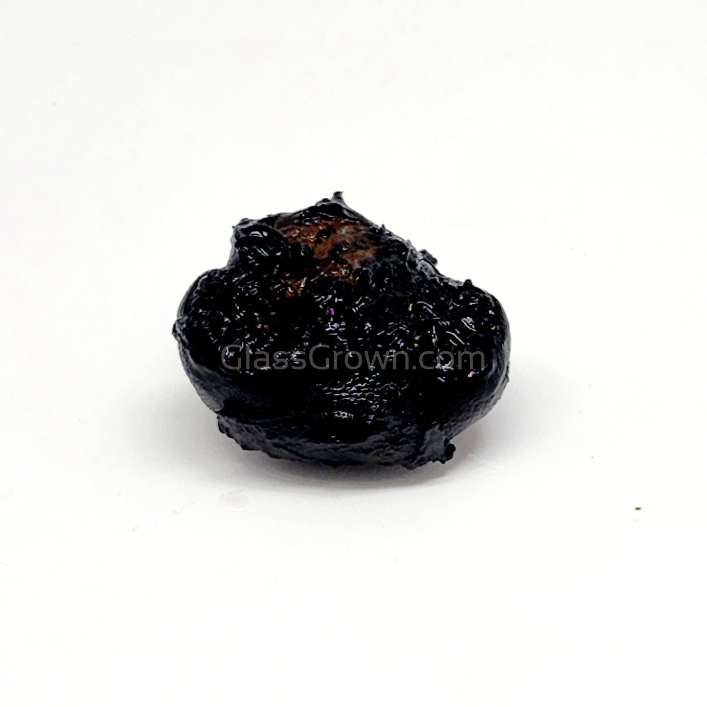 Dwarf Aquarium Lily Bulb