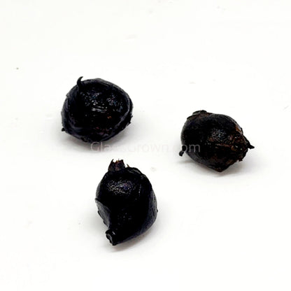 Red Tiger Lotus Bulb