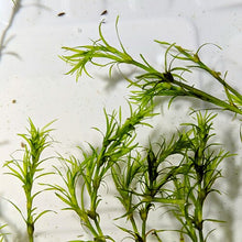 Guppy Grass – Live Freshwater Plant (Najas Guadalupensis), Fast-Growing Aquarium Plant for Fry, Shrimp & Nano Tanks
