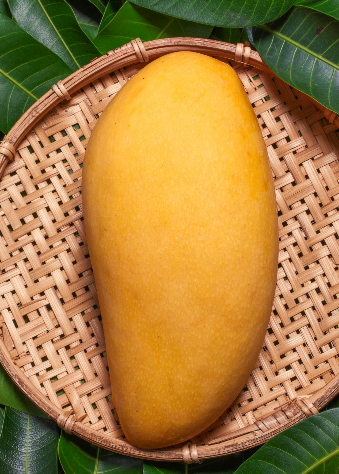 Mango 'Nam Doc Mai' Fresh Fruit, Thai Mango, Fiberless, Sweet, Juicy, Mangifera indica